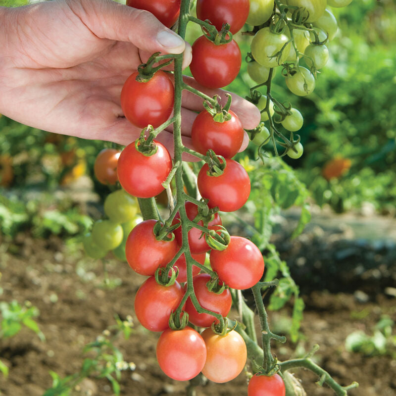 Sunpeach
(F1) Tomato Seed