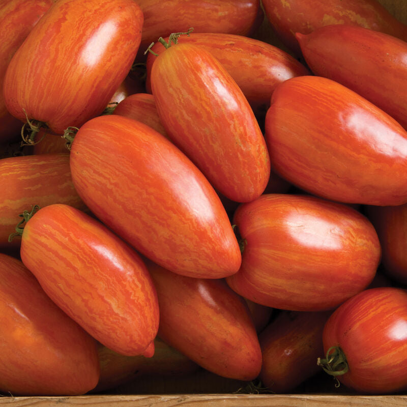 Speckled Roman
Organic Tomato Seed
