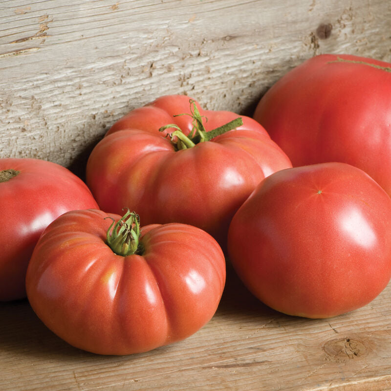 German Johnson
Organic Tomato Seed