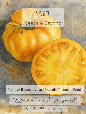 Yellow Brandywine
Organic Tomato Seed