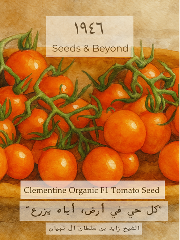 Clementine
Organic (F1) Tomato Seed