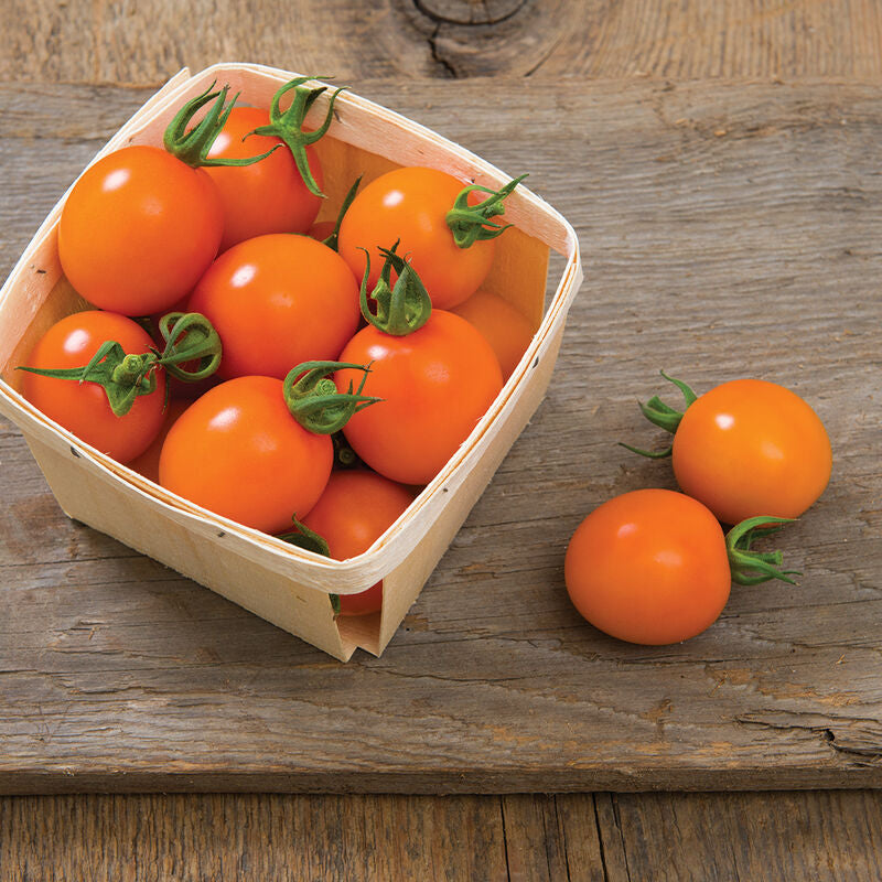 Clementine
Organic (F1) Tomato Seed