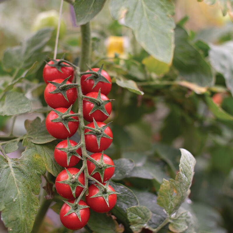 Edox
(F1) Tomato Seed