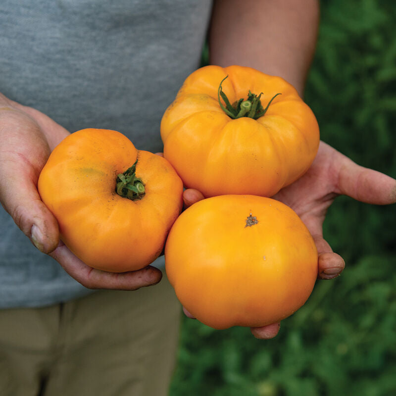 Dr. Wyche's Yellow
Organic Tomato Seed