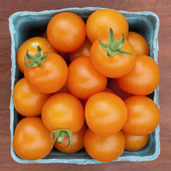 TORONJINA F1 CHERRY TOMATO