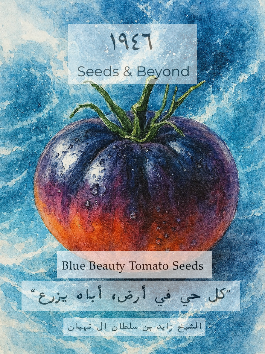 Blue Beauty Tomato Seed