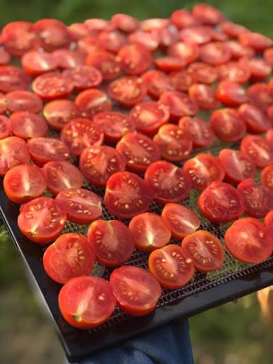 Principe Borghese Tomato