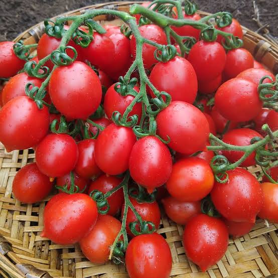 Principe Borghese Tomato