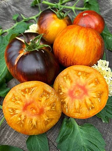 Alice’s Dream Tomato