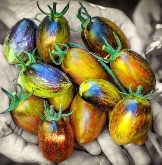 Brad’s Atomic Grape Tomato
