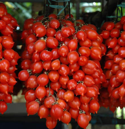A Grappoli D'Inverno Tomato