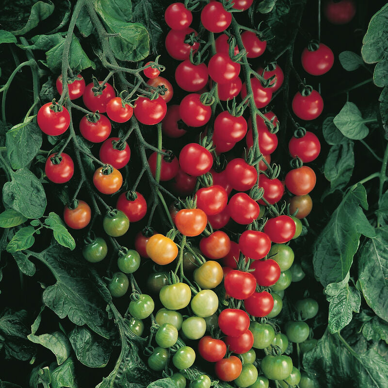 Supersweet 100
(F1) Tomato Seed