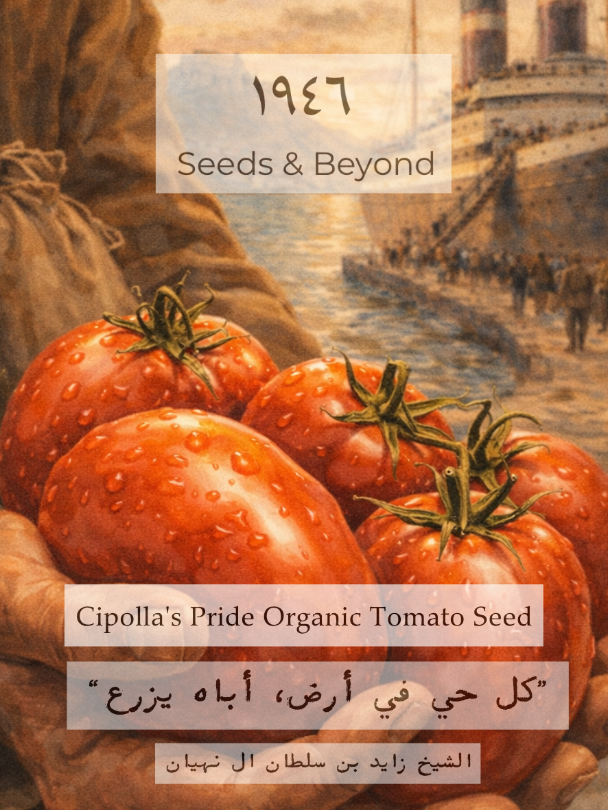 Cipolla's Pride
Organic Tomato Seed