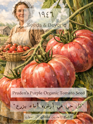 Pruden's Purple
Organic Tomato Seed