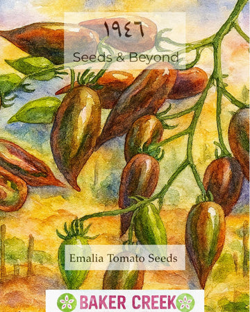 Emalia Tomato