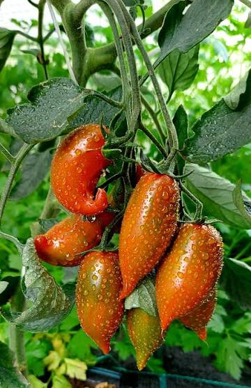 Emalia Tomato