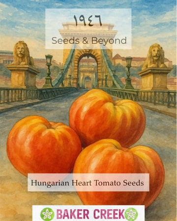 Hungarian Heart Tomato