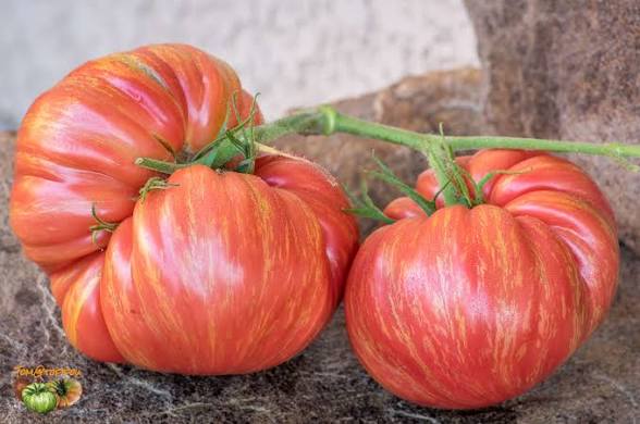 Pink Jazz Tomato