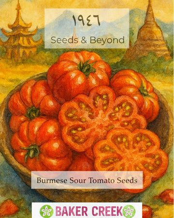 Burmese Sour Tomato