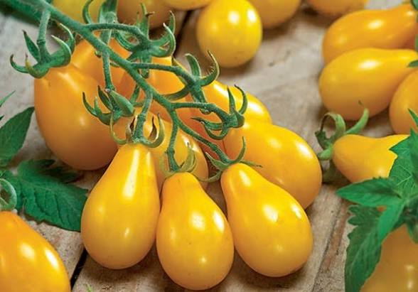 Yellow Pear Tomato
