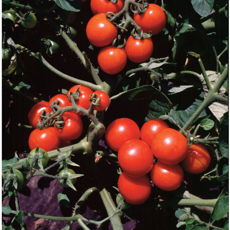Washington Cherry
Organic Tomato Seed