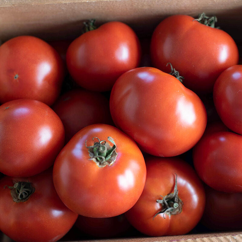 Wisconsin 55
Organic Tomato Seed