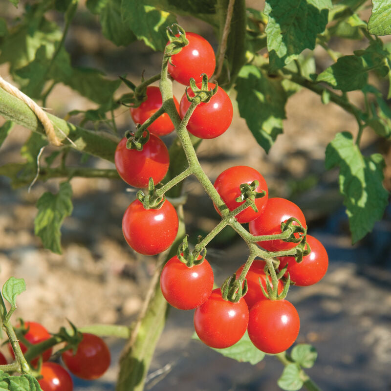 Jasper
Organic (F1) Tomato Seed
