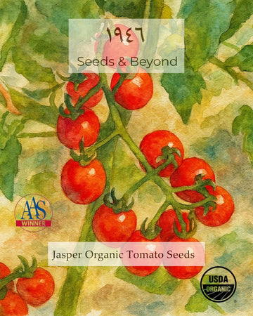 Jasper
Organic (F1) Tomato Seed