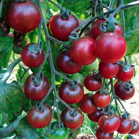 Rosella Tomato