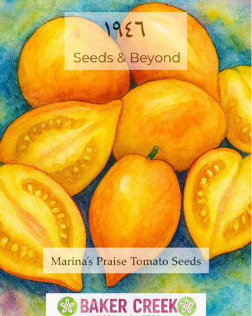 Marina’s Praise Tomato