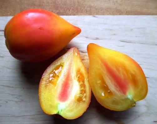 Marina’s Praise Tomato