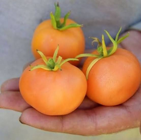 Orange Peach Tomato