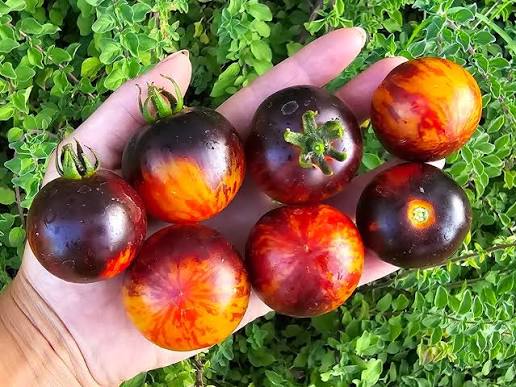 Queen of the Night Tomato