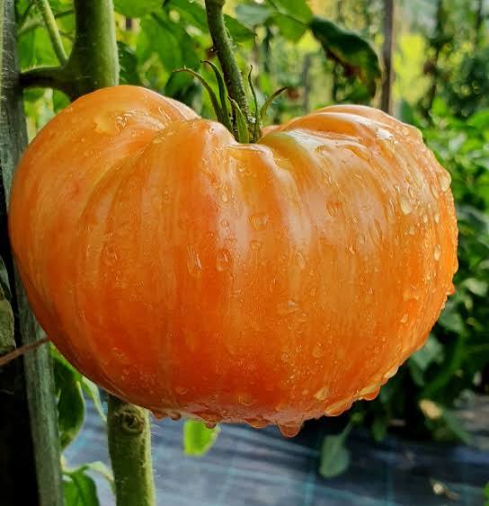 Orange Jazz Tomato