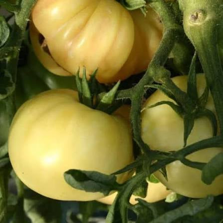 White Beauty Tomato