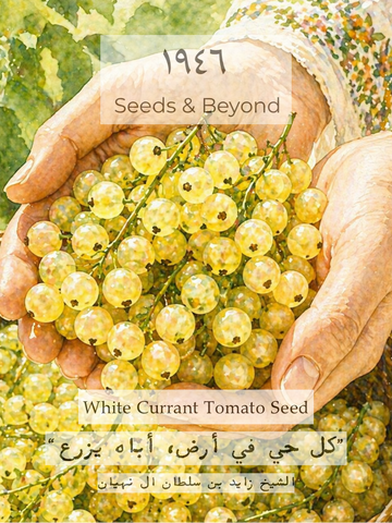 White Currant Tomato