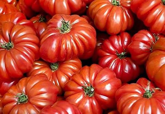 Costoluto Genovese Tomato Seed