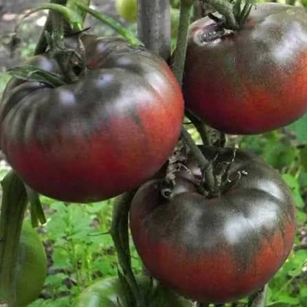 Black From Tula Tomato