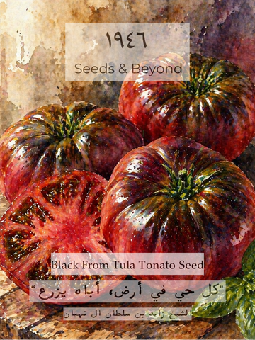 Black From Tula Tomato