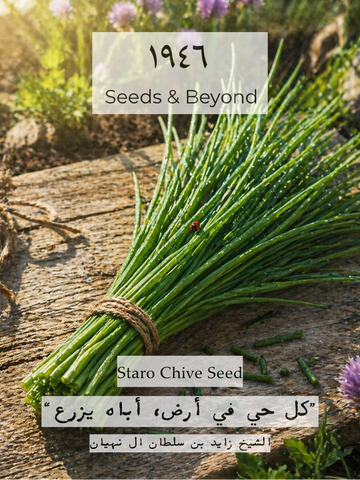Staro Chive