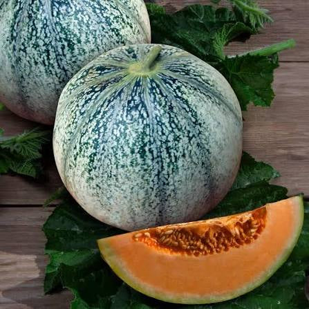 Petit Gris de Rennes Melon Seed