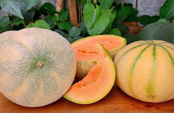 Madhu Ras Rajasthan Honey Melon