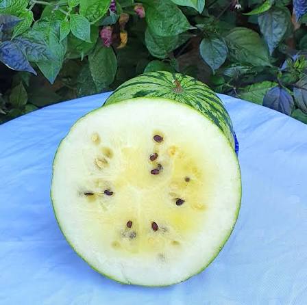 Silver Yamato Watermelon