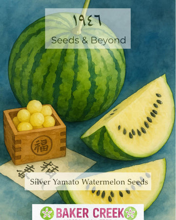 Silver Yamato Watermelon