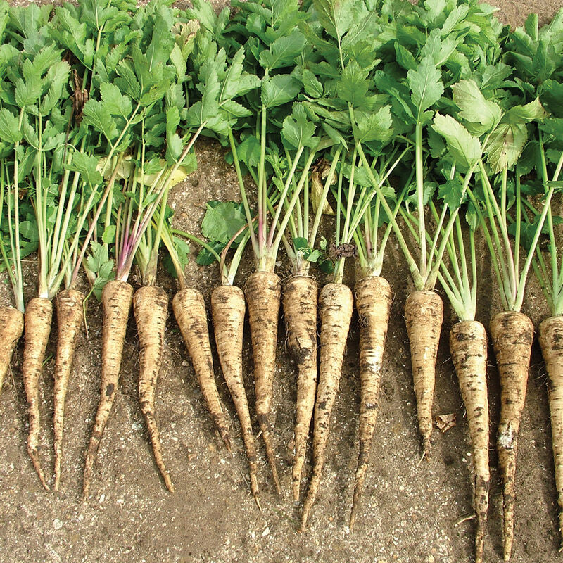 Dagger
(F1) Parsnip Seed
