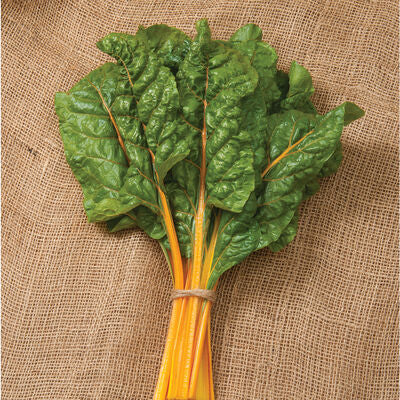 Oriole Organic Swiss Chard Seed