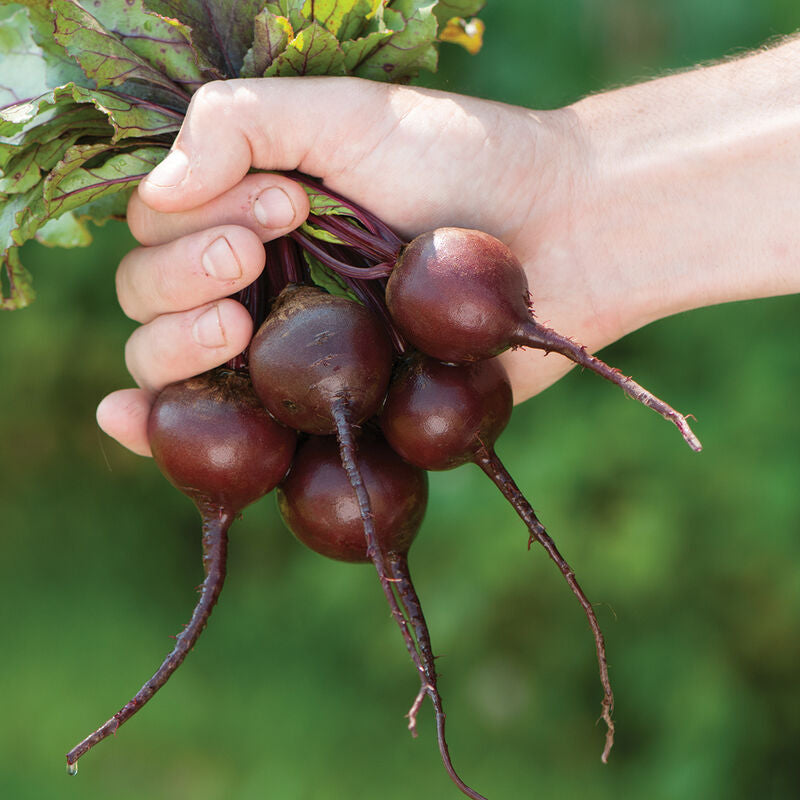 Babybeat
Beet Seed