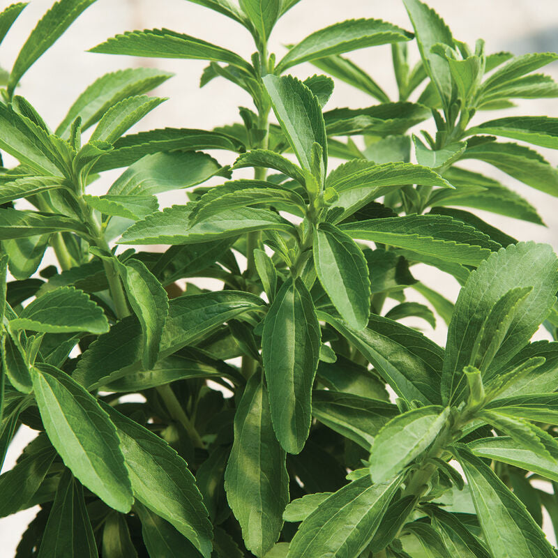 Stevia Herb Seed