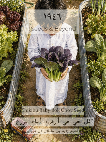 Shikibu
(F1) Bok Choi