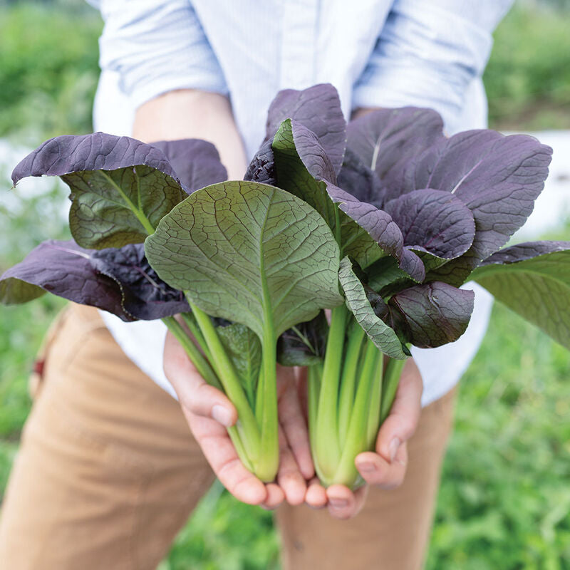 Shikibu
(F1) Bok Choi
